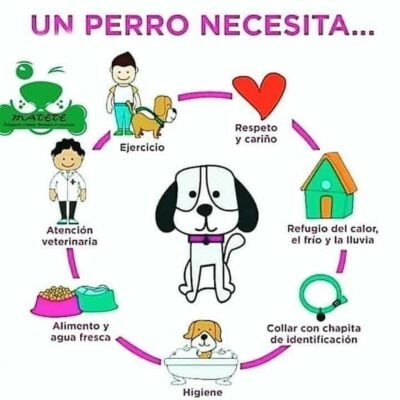 como cuidar un perro cartelera como cuidar un perro cartelera