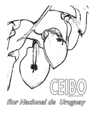 dibujo para pintar flor del ceibo dibujo para pintar flor del ceibo