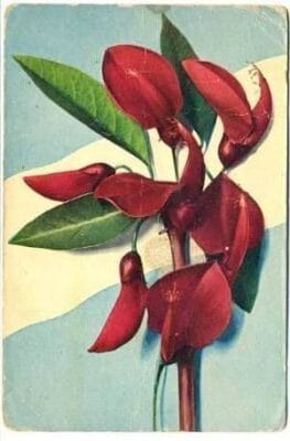 flor del ceibo flor nacional argentina flor del ceibo flor nacional argentina