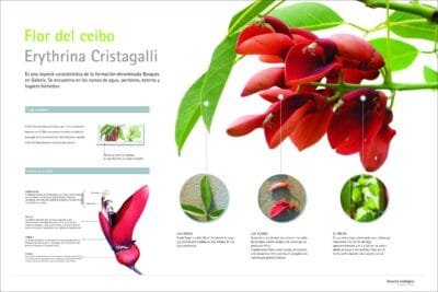 partes de la flor del ceibo scaled partes de la flor del ceibo scaled