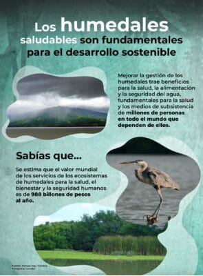 Los humedales saludables Los humedales saludables